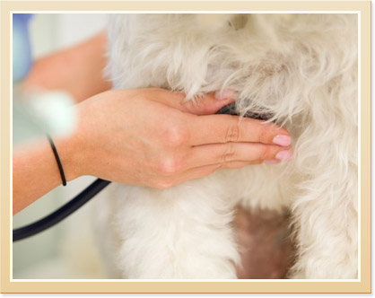 Protecting Pets from Heartworm