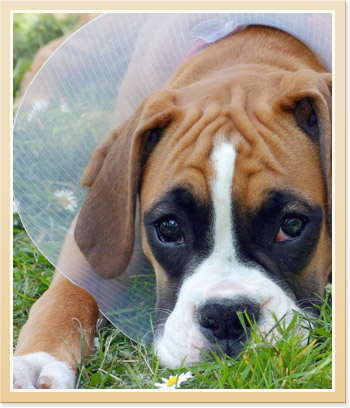 Postoperative Pet Care