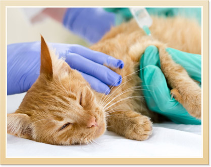 Vancouver Pet Vaccines