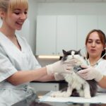 vet clinic staff