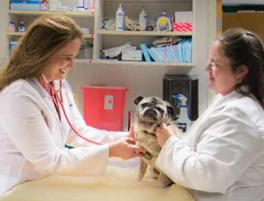 vet inspecting pug at clinic