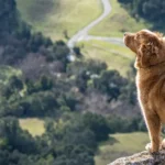 canine health and vet checkups