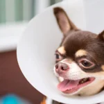 surgery chihuahua