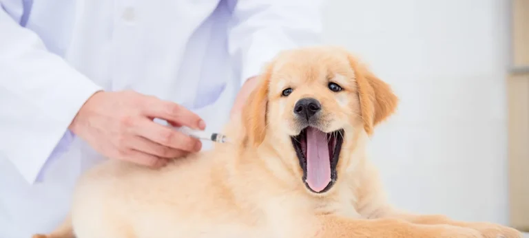 first vaccination for puppies