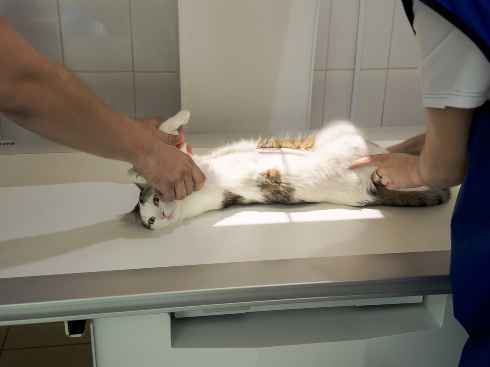 digital xray at salmon creek vet clinic