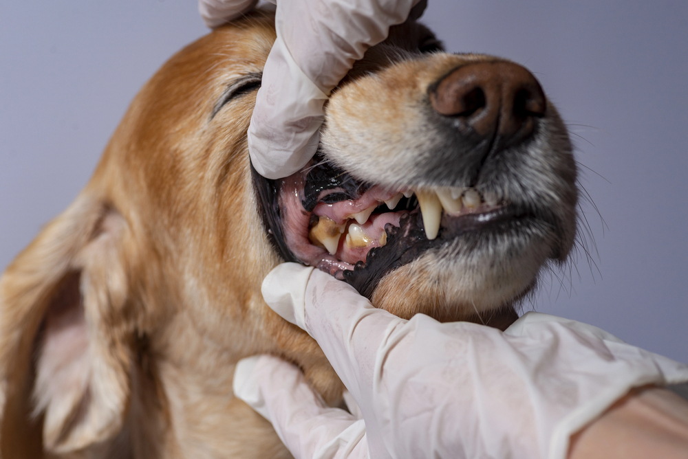 dog dental cleaning