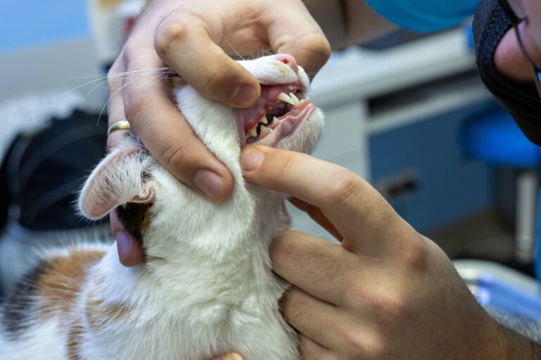dental health of a senior cat