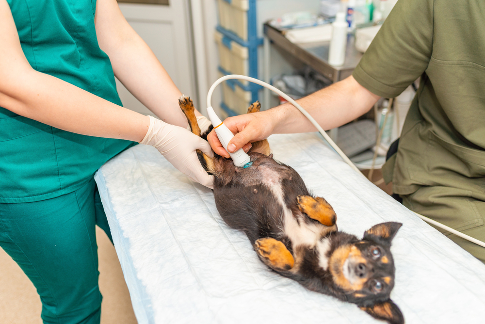 dog getting an ultrasound
