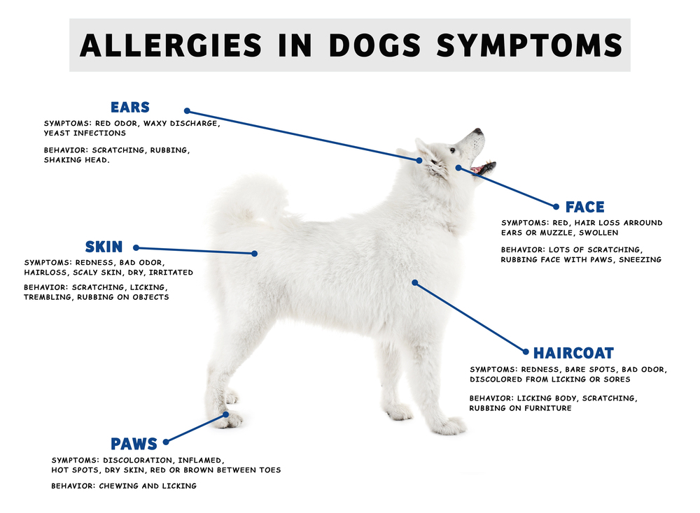 dog allergy chart