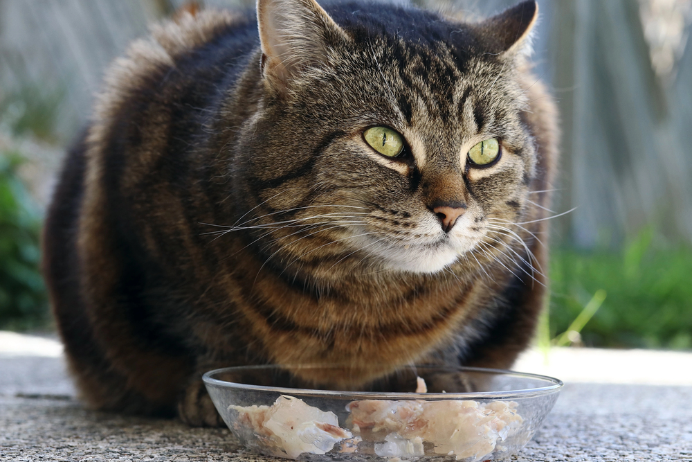 cat needs weight loss