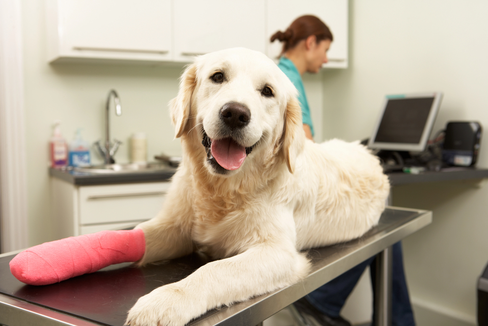 golden retriever with cast