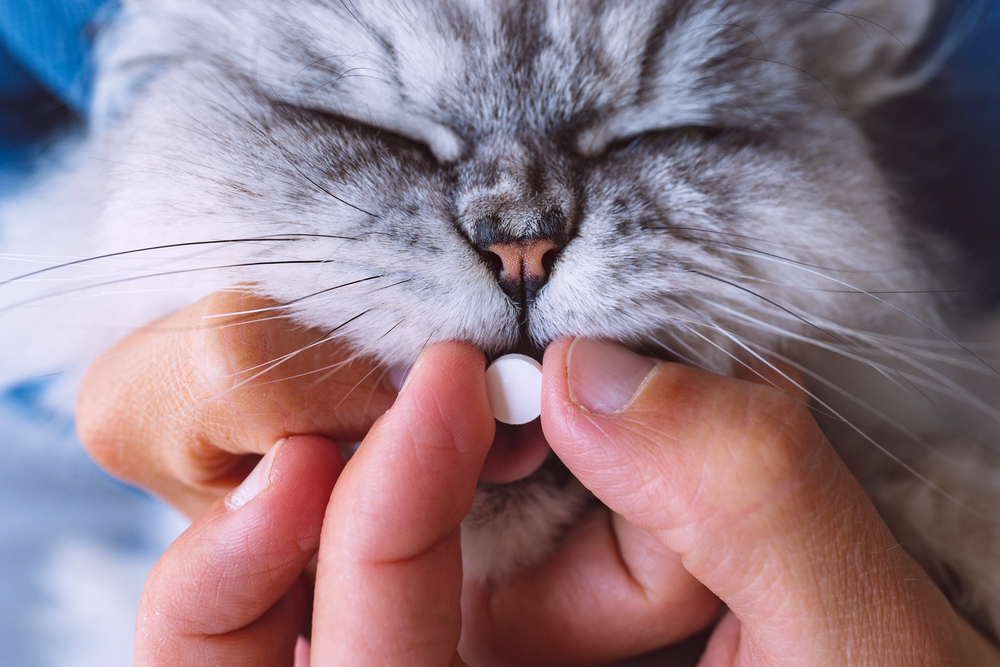 giving a cat medication