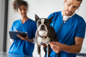 boston terrier getting checkup