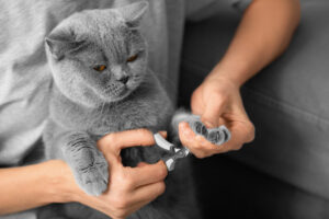 cat nail trimming