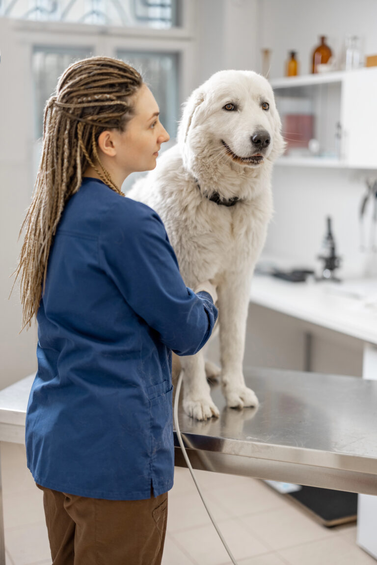 dog getting checkup