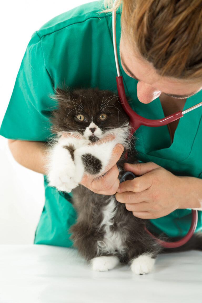 kitten getting checkup