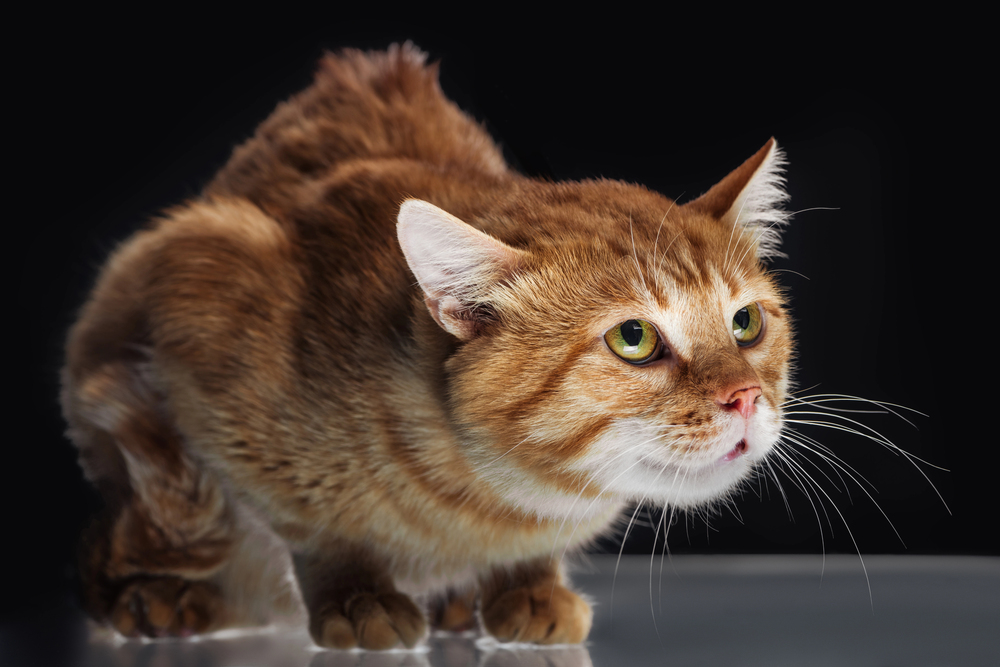 cat in pain