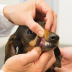 dental cleaning for a dog