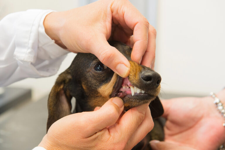 dental cleaning for a dog