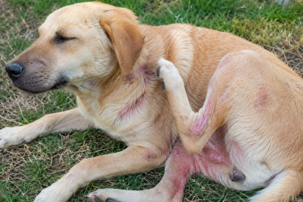 dog with hotspots and itching