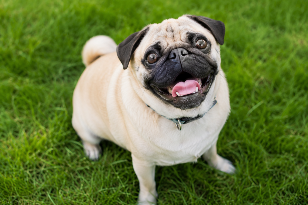 happy pug for check up