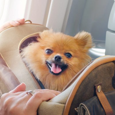 Depositphotos_206729184_S traveling with your pet on an airplane