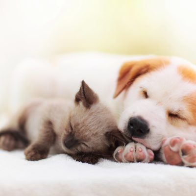 sleeping kitten and puppy puppy and kitten
