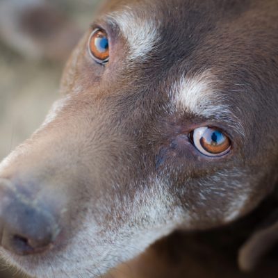 Depositphotos_617438172_S senior dog