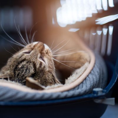 cat-sleeping-in-carrier cat sleeping