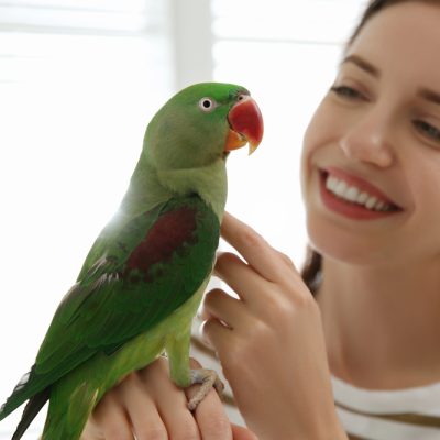 pet parrot pet parrot