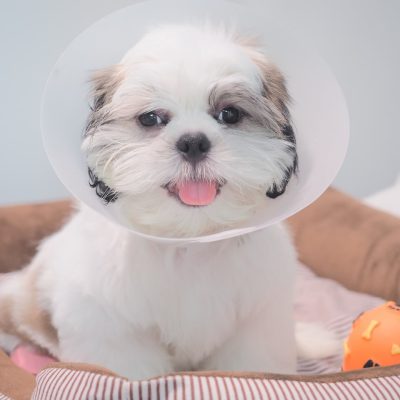 photo_2025-08-05_11-38-30 pet adoption