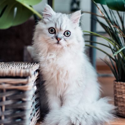 white-fluffy-cat indoor cats