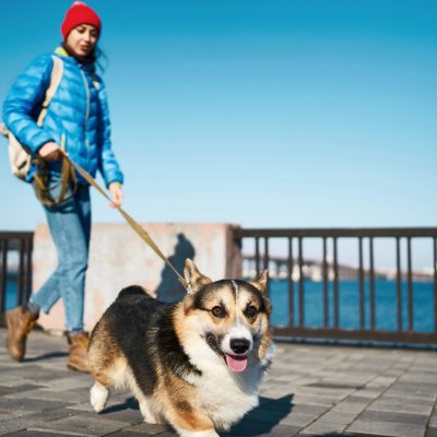 yorkie pet walk walking pet yorkie