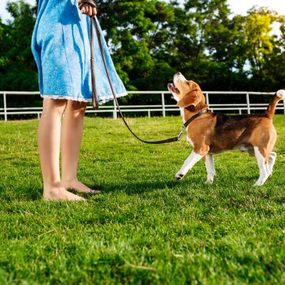 Young beautiful blonde girl walking, playing with beagle dog in park. pet behavior
